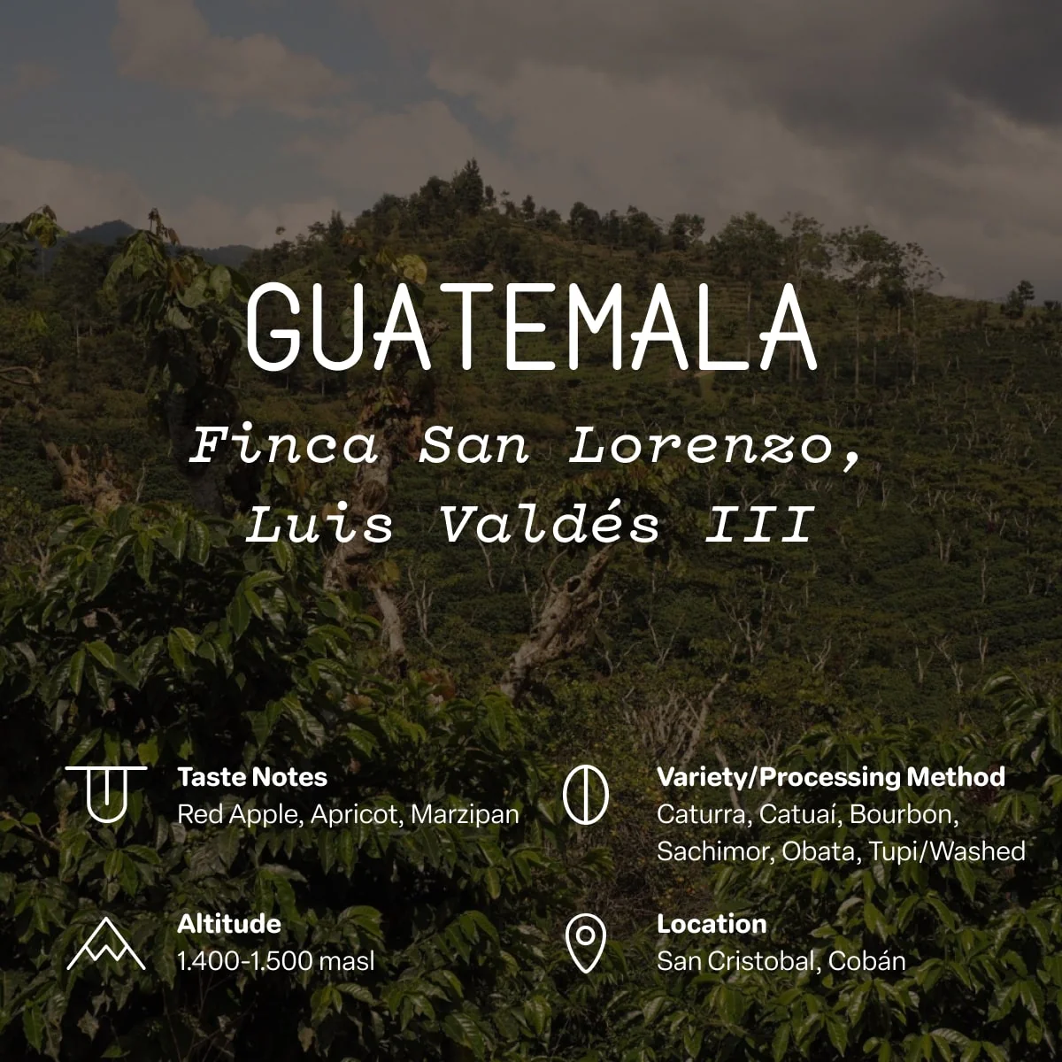 Guatemala, Finca San Lorenzo, Luis Valdés III - Image 2