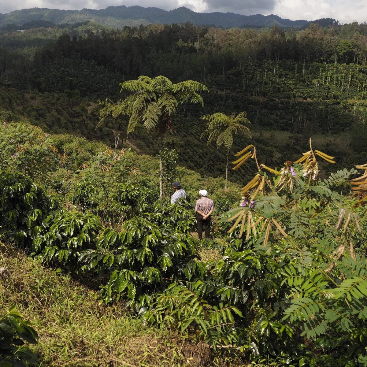 Guatemala, Finca San Lorenzo, Luis Valdés III - Image 3