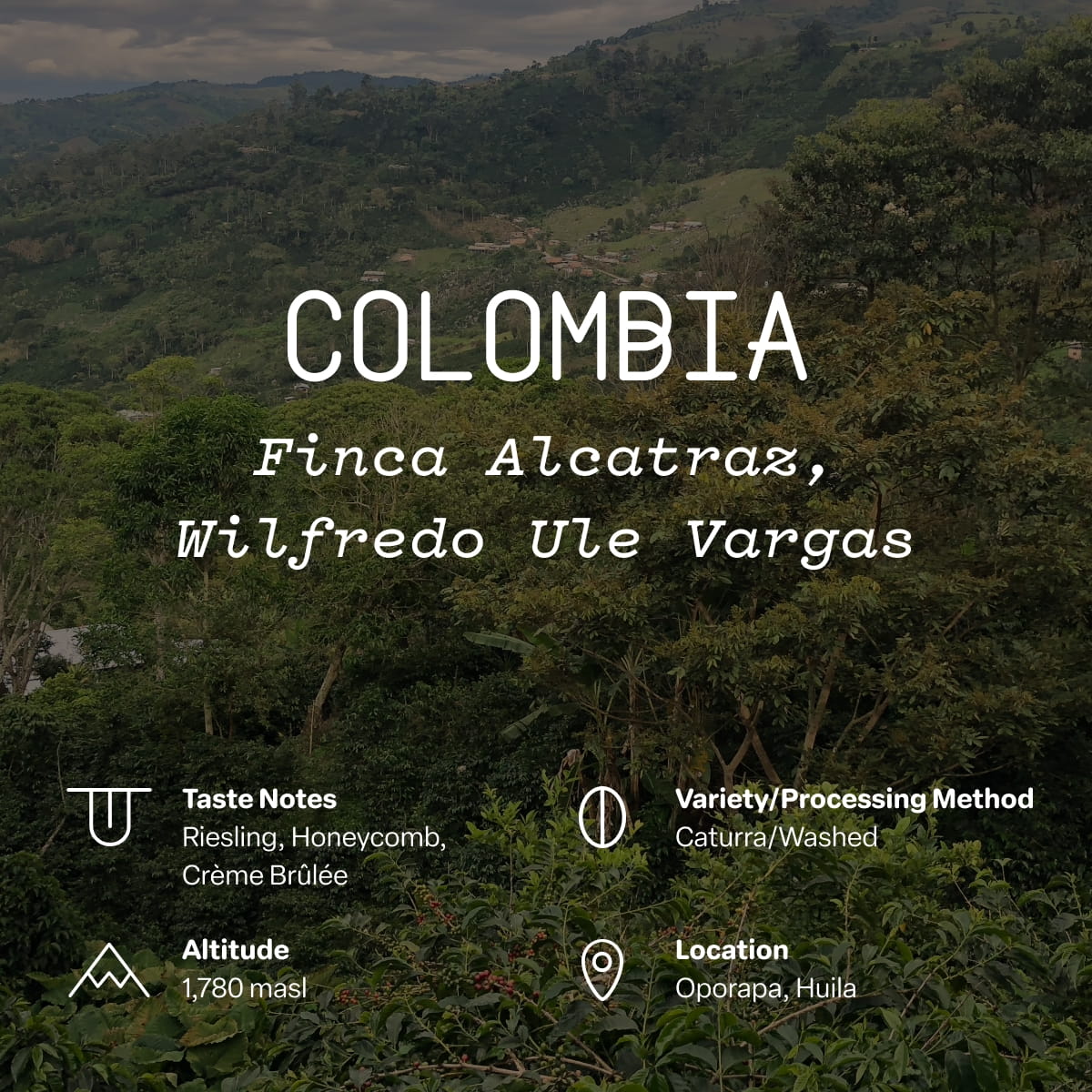 Colombia, Finca Alcatraz, Wilfredo Ule Vargas, Caturra - Image 2